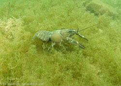 BD-100522-Nydalen-5225090-Pacifastacus-leniusculus-(Dana.-1852)-[Signal-crayfish.-Signalkräfta].jpg